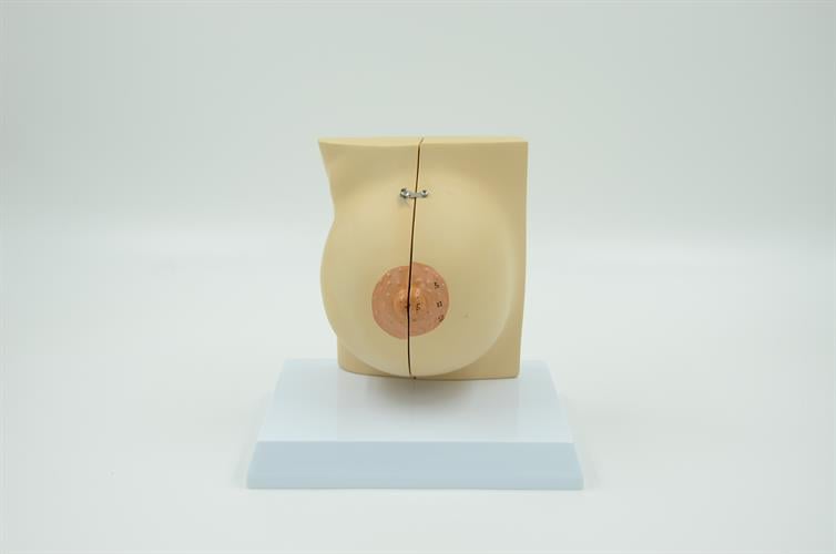 דגם אנטומי שד בריא