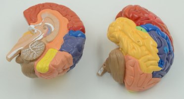 בהזמנה מראש: דגם אנטומי 612 - מוח אנושי צבעוני בגודל טבעי, 2 חלקים
