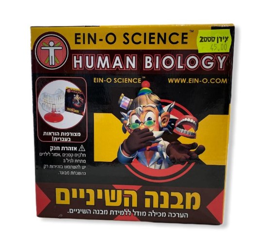 מבנה השיניים