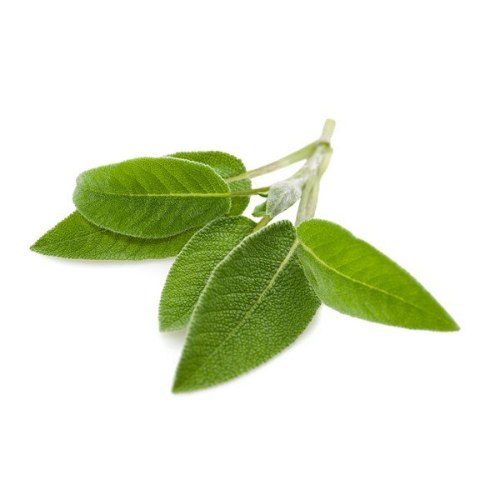 מרווה טרייה  100 גרם איכות יצוא מהבקעה