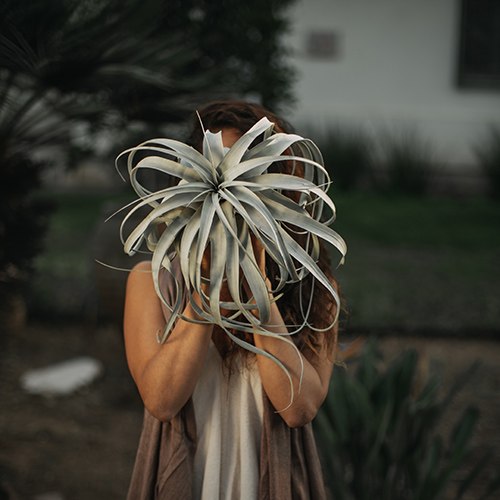 זירוגרפיקה (צמח נדיר)