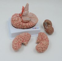 בהזמנה מראש: דגם אנטומי 611 - מוח אנושי בגודל מלא, 9 חלקים