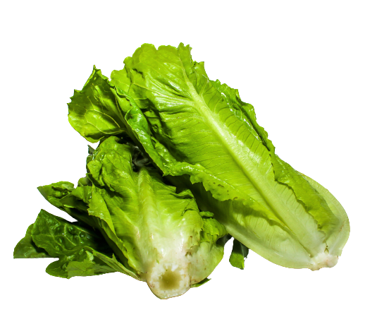 חסה לבבות קיסר