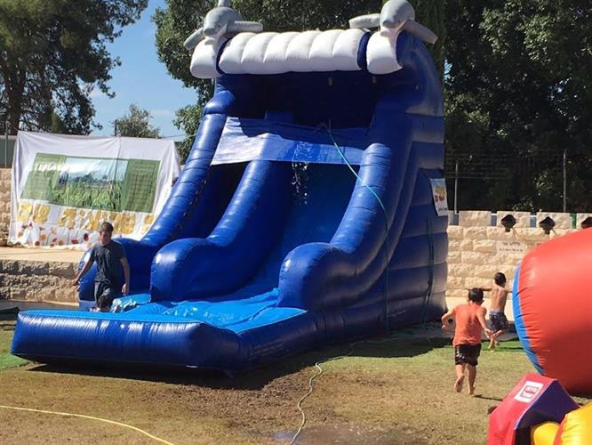 מגלשת דולפין