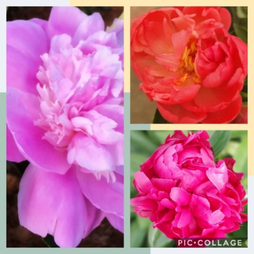 זר 5 אדמוניות (פיונים) מכפר עציון