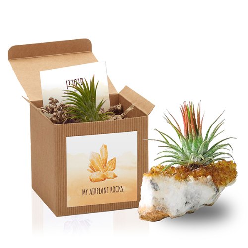 אבן השפע |סיטרין  & צמח אויר