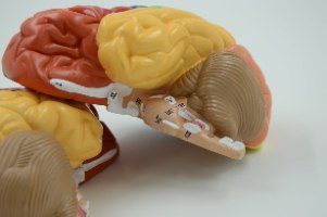 בהזמנה מראש: דגם אנטומי 612 - מוח אנושי צבעוני בגודל טבעי, 2 חלקים