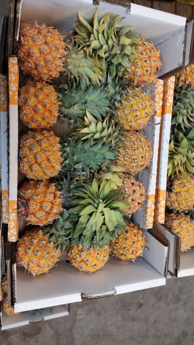 קרטון 11 אננסים ישראלים (בינוני-קטן)