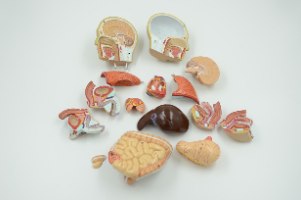 בהזמנה מראש: דגם אנטומי 322 - טורסו דו מיני 45 ס"מ, 16 חלקים