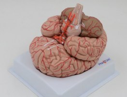 בהזמנה מראש: דגם אנטומי 611 - מוח אנושי בגודל מלא, 9 חלקים