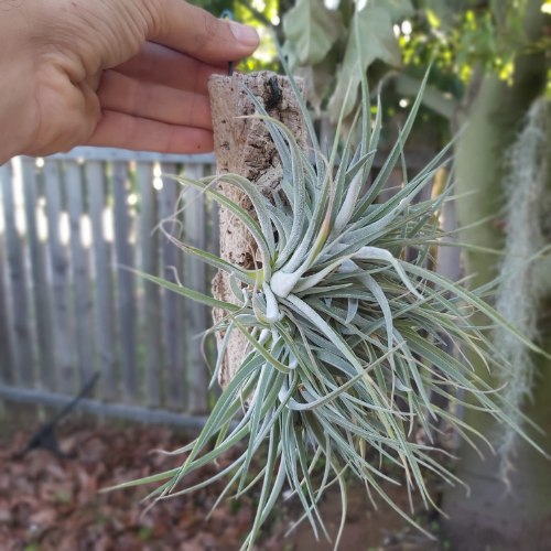 kammi clump עץ שהם