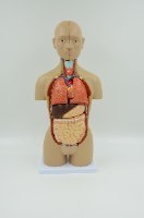 בהזמנה מראש: דגם אנטומי 322 - טורסו דו מיני 45 ס"מ, 16 חלקים