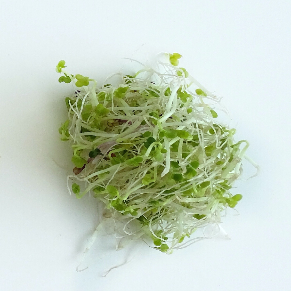 זרעי נבטי ברוקולי – 120 גרם