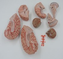 בהזמנה מראש: דגם אנטומי 611 - מוח אנושי בגודל מלא, 9 חלקים