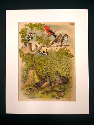 ליטוגרפיה ציפורים