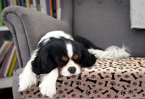 משטח בעלי חיים