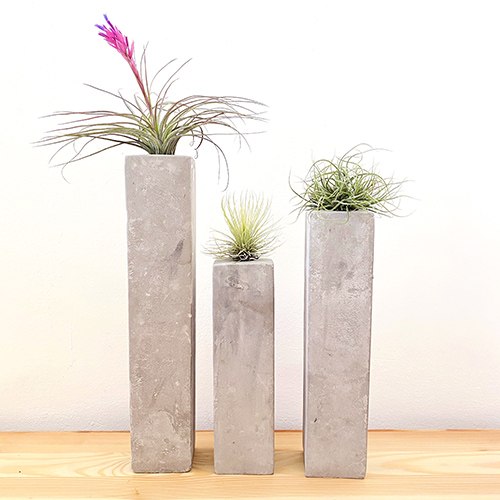 פמוטי בטון וצמחי אויר