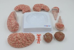 בהזמנה מראש: דגם אנטומי 611 - מוח אנושי בגודל מלא, 9 חלקים