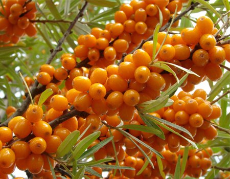 שמן אובליפיחה