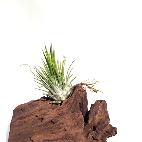Ionantha