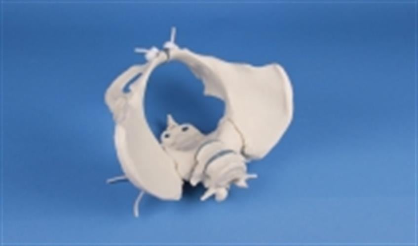 אגן נשי גמיש