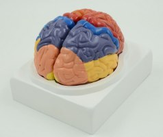 בהזמנה מראש: דגם אנטומי 612 - מוח אנושי צבעוני בגודל טבעי, 2 חלקים