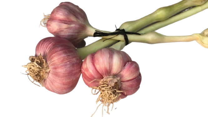 שום טרי ישראלי צמה 1.5 קג