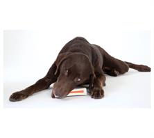 ביונד בון גדול