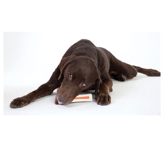 ביונד בון גדול