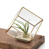 טרריום מרובע וצמח אויר