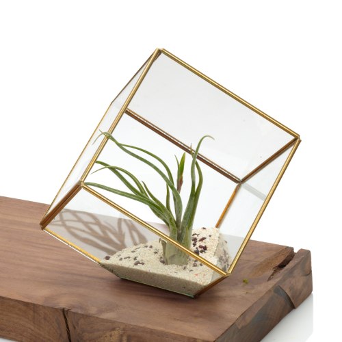 טרריום מרובע וצמח אויר