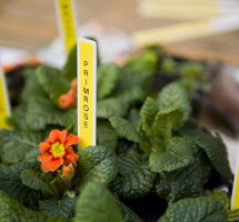 סרט סימון שחור על רקע צהוב Brother TZe641 Labelling Tape Cassette 18mmx8m