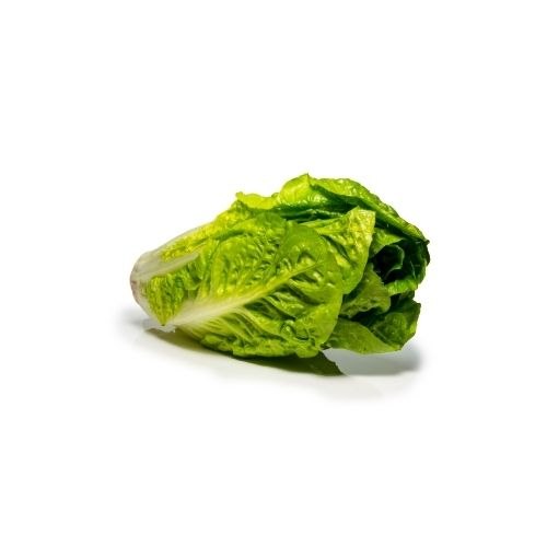 חסה הידרופונית רומית (לבבות)