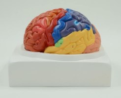 בהזמנה מראש: דגם אנטומי 612 - מוח אנושי צבעוני בגודל טבעי, 2 חלקים
