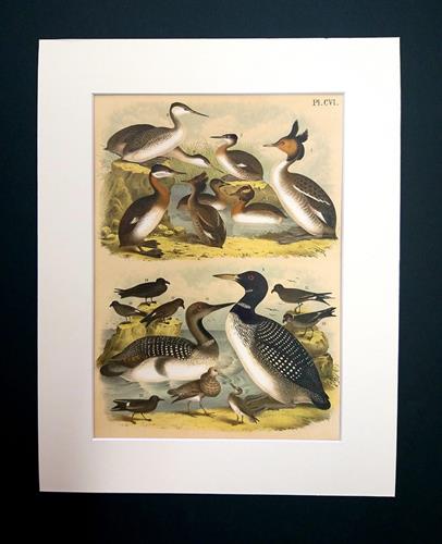 ליטוגרפיה ברווזים