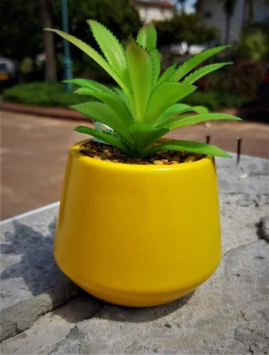 עציץ צהוב מעורב קוני