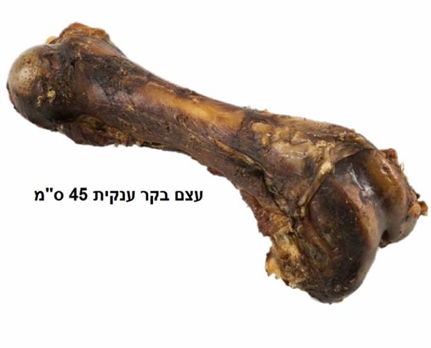 עצם בקר ענקית טבעית 45 סמ