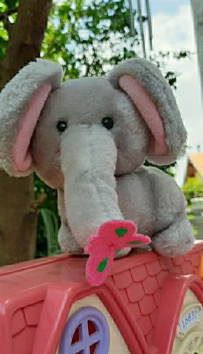 פילון רך וקטן עם פרפר על החדק, מבית ראס,