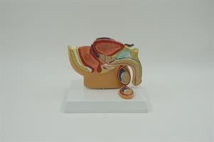 בהזמנה מראש: דגם אנטומי שולחני - האגן הגברי