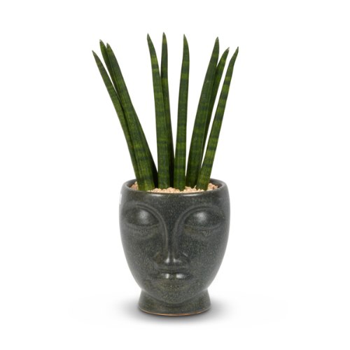 סנסיווריה בפרצוף