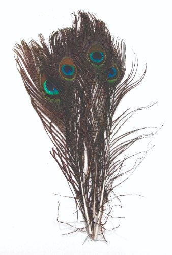 נוצות טווס - 26 ס"מ 3 יח'