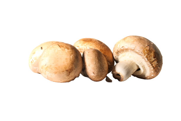 פטריות פורטבלו