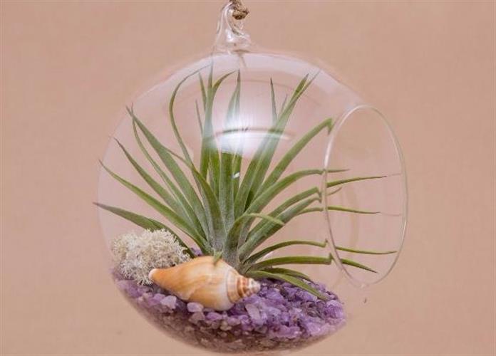 כדור מובייל -15 ס"מ וצמח אויר