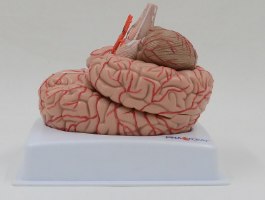 בהזמנה מראש: דגם אנטומי 611 - מוח אנושי בגודל מלא, 9 חלקים