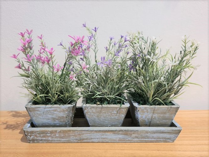 עציצים לילך