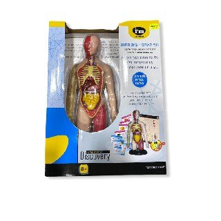 גוף האדם- בית החזה בעברית