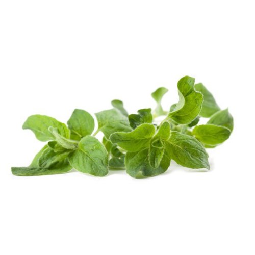 אורגנו טרי 100 גרם איכות ייצוא מהבקעה