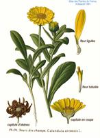 Calendula|ת.א. צמח קלנדולה - חיטוי טבעי