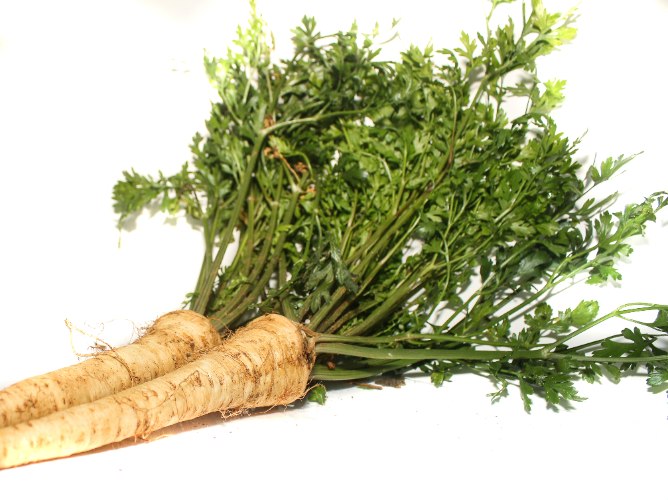 שורש פטרוזיליה