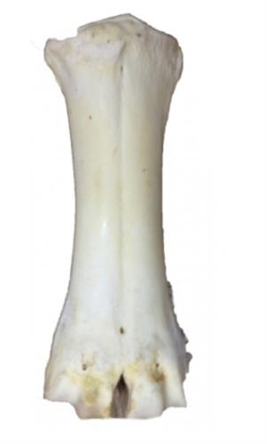 עצם סידן לבנה